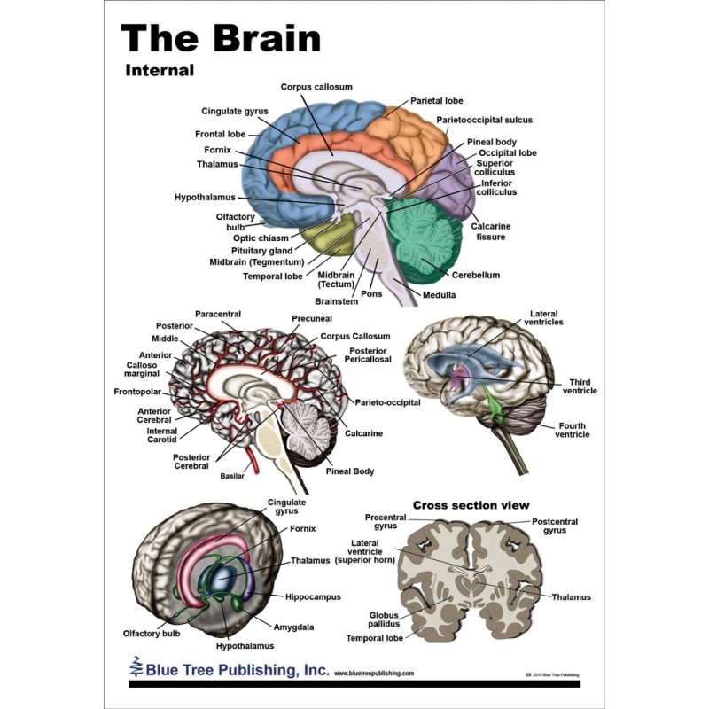 Anatomy Of The Brain Laminated Anatomical Chart Brain Anatomy Hot Sex