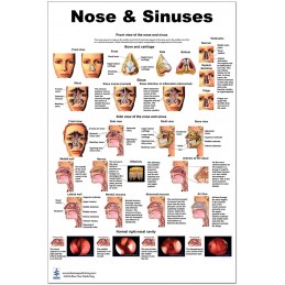 Nose and Sinuses Large Poster