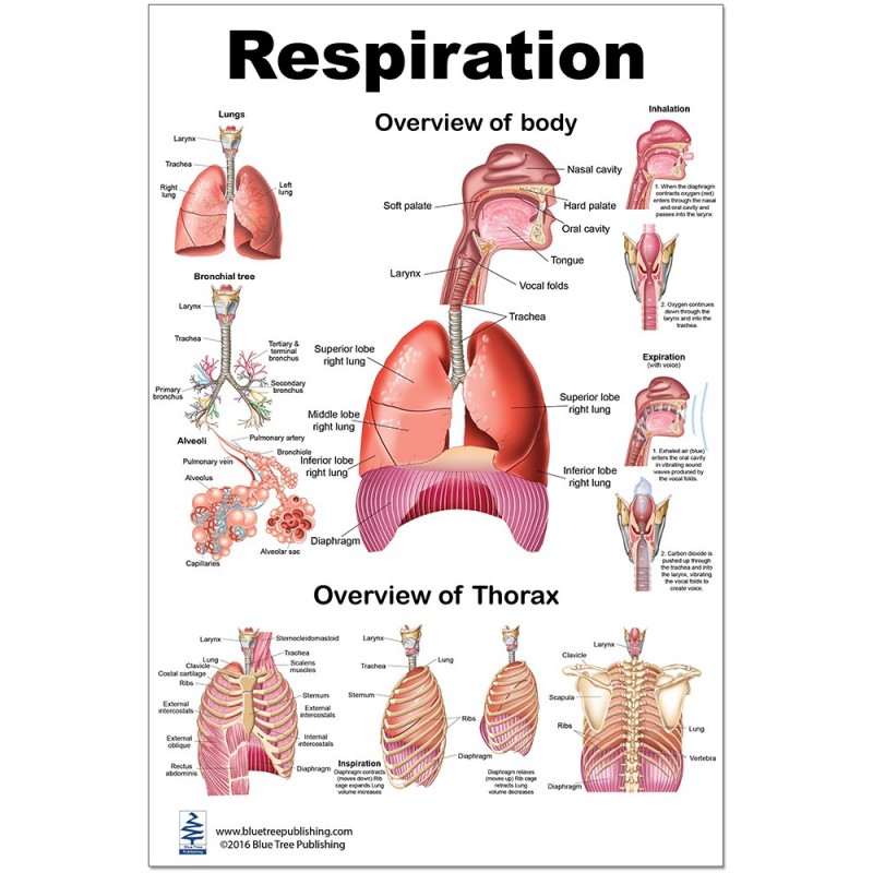 Respiration Large Poster