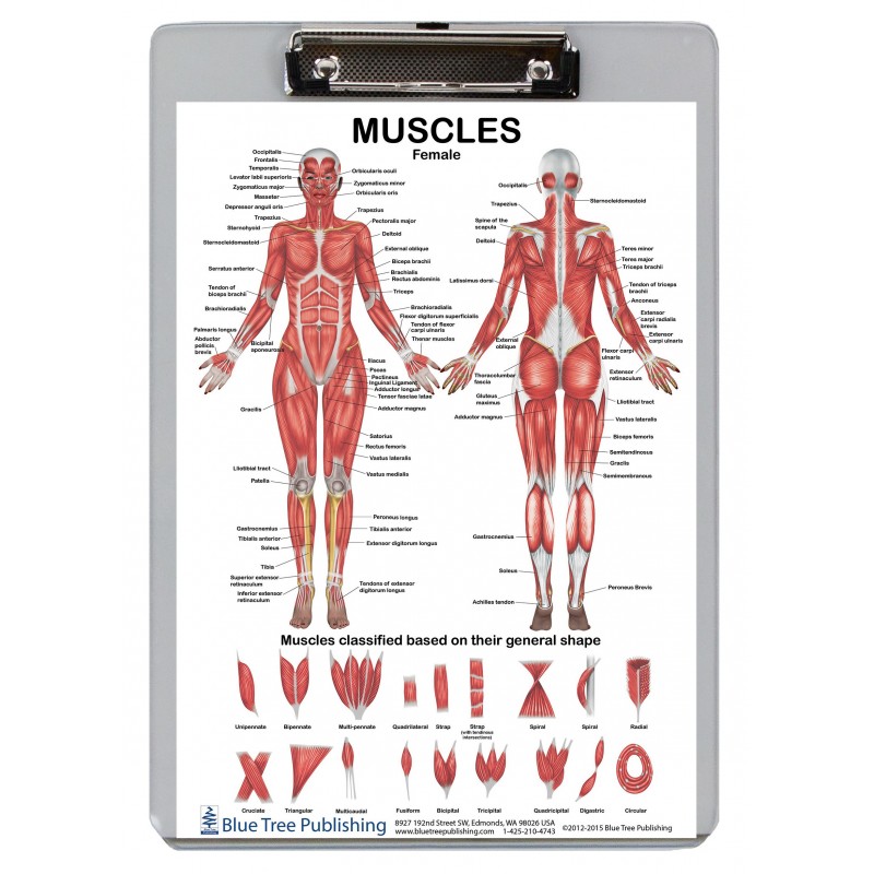 Muscle Anatomy for Female/Male Clipboard front