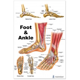 Foot and Ankle Medium Poster