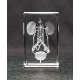 Kidney and Bladder Crystal Art back view