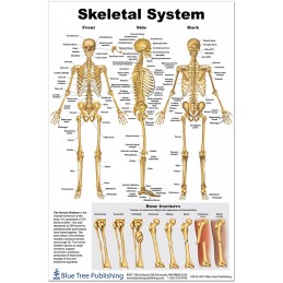 Skeleton Medium Poster