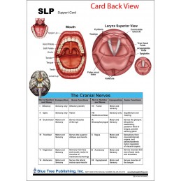 SLP Anatomy Chart back view