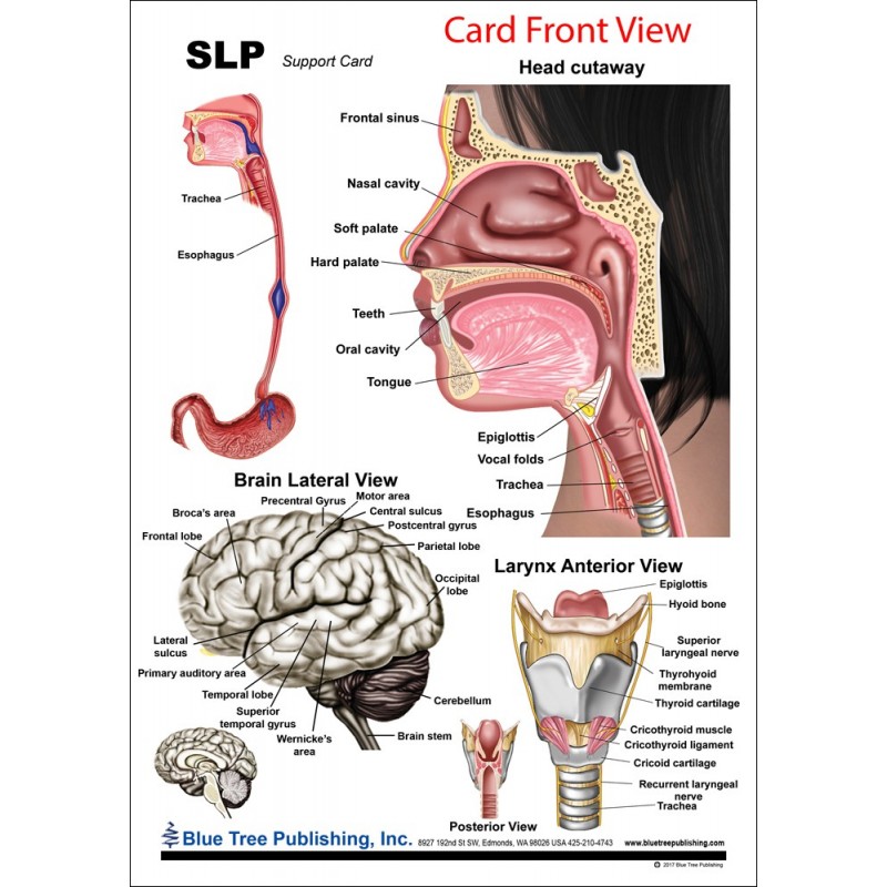 SLP Anatomical Chart front view