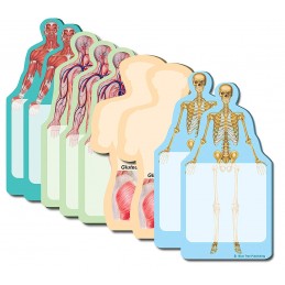 Anatomy Body Stick Notes Collection