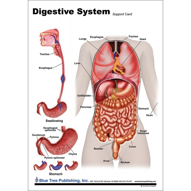 Digestive System Anatomical Chart front