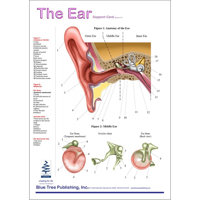 Ear Anatomical Chart front