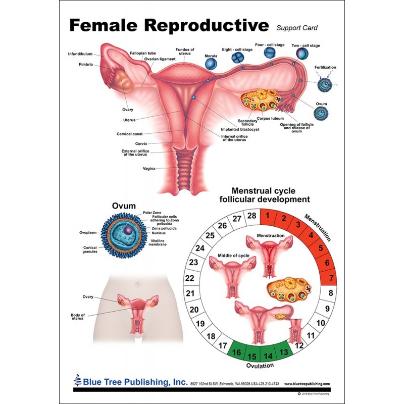 Female Reproductive Anatomical Chart front