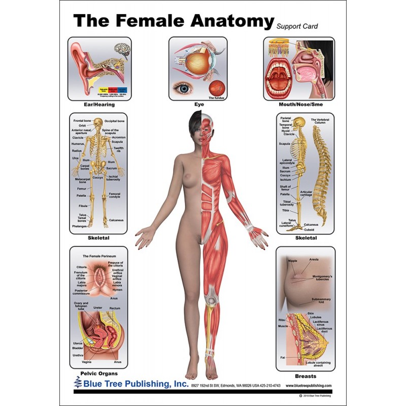 Female Anatomical Chart front