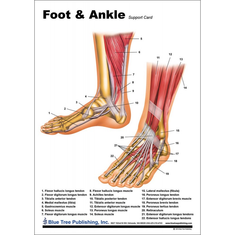 Foot and Ankle Anatomical Chart front
