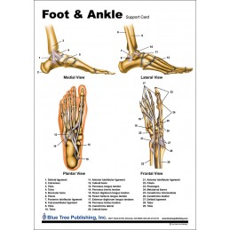 Foot and Ankle Anatomical Chart back