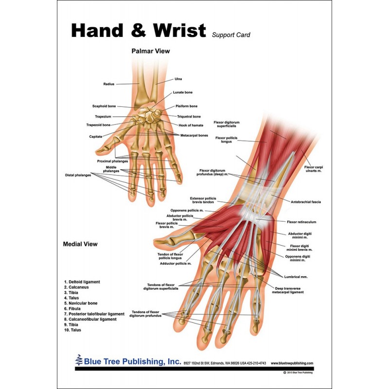 Hand and Wrist Anatomical Chart front