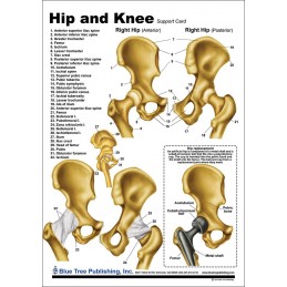 Hip and Knee Anatomical Chart front