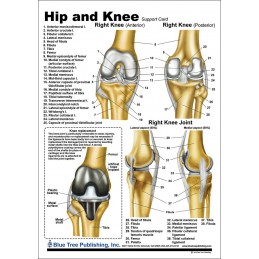 Hip and Knee Anatomical Chart back