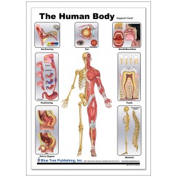 Human Body Anatomical Chart front