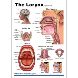 Larynx Anatomical Chart front