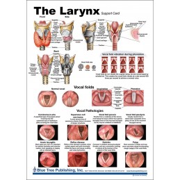 Larynx Anatomical Chart back
