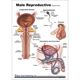 Male Reproductive Anatomical Chart back