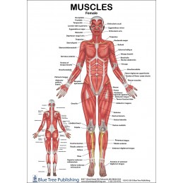 Muscles Female and Male Anatomical Chart
