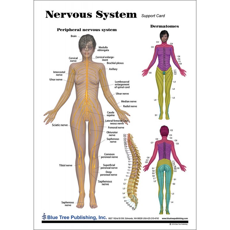 Nervous System Anatomical Chart front
