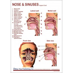 Nose and Sinuses Anatomical Chart front
