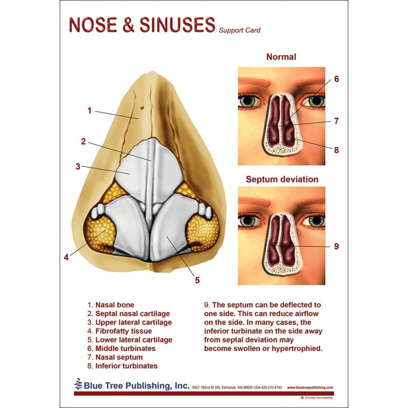 Nose and Sinuses Anatomical Chart