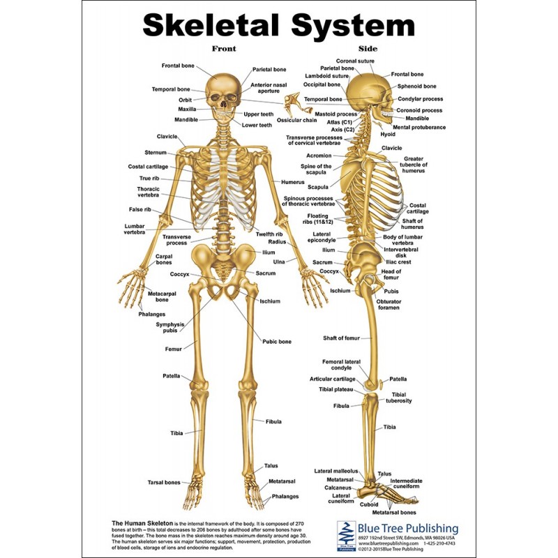 Skeletal System Anatomical Chart front