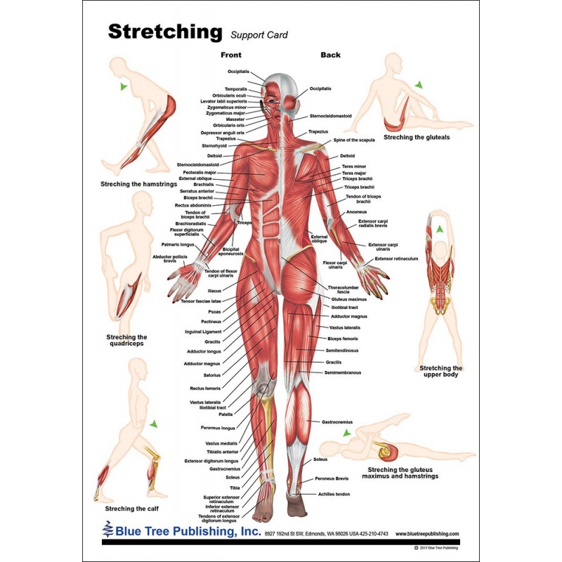 Stretching Anatomical Chart front