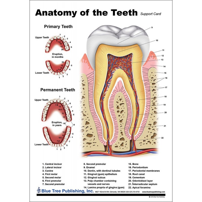 Teeth Anatomical Chart front