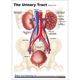 Urinary Tract Anatomical Chart front