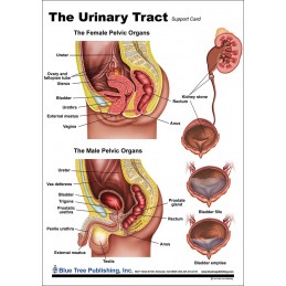 Urinary Tract Anatomical Chart back