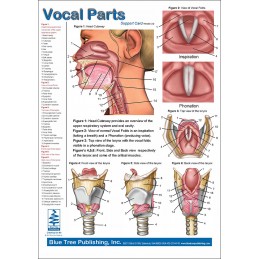 Vocal Parts, Pharynx & Larynx Anatomical Chart front