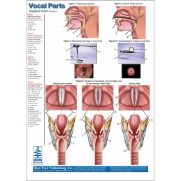 Vocal Parts, Pharynx & Larynx Anatomical Chart back