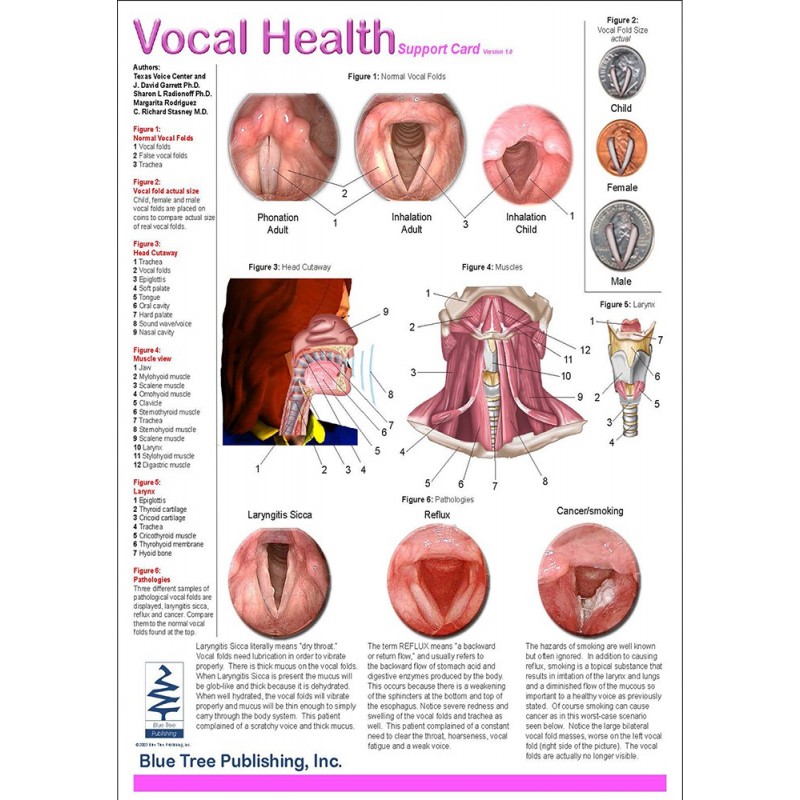 Vocal Health Anatomical Chart front