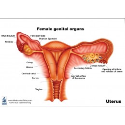 Uterus Anatomical Chart front