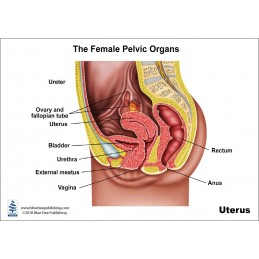Uterus Anatomical Chart back