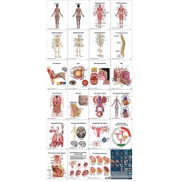 Female Anatomy Flip Chart all charts view