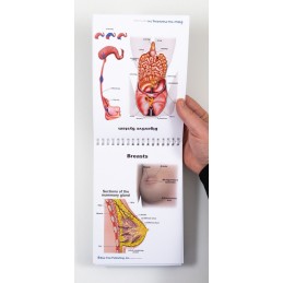 Female Anatomy Flip Chart breast and digestive system view