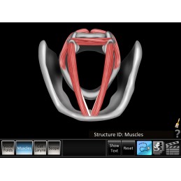 Vocal Folds ID Mobile App vocal muscles