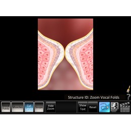 Vocal Folds ID Mobile App zoom in vocal flods view