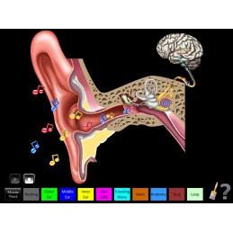 Hearing Anatomy Health Fair Mobile App hearing animation