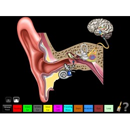 Hearing Anatomy Health Fair Mobile App middle ear animation