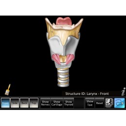 Larynx ID Mobile App larynx front