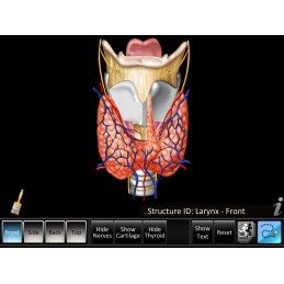Larynx ID Mobile App thyroid view