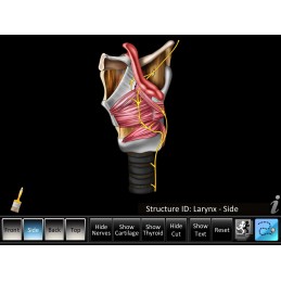 Larynx ID Mobile App cutaway muscles