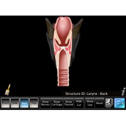 Larynx ID Mobile App larynx cutaway