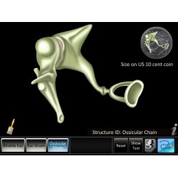 Middle Ear ID Mobile App ossicular chain animation
