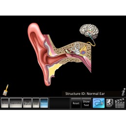 Ear Disorders - Otitis Media Mobile App normal structure ID