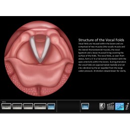 Vocal Pathology - Reflux Mobile App normal structure id